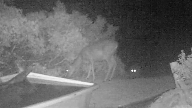 Watch a Cougar Take Down a Deer in Rare Video