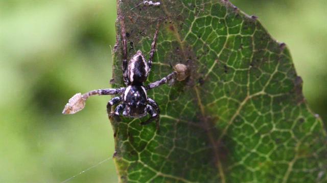 New Spider Species Found Plays Peekaboo To Attract Mates 1805