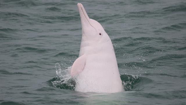 Pink Dolphins Are Real—and Disappearing From Hong Kong