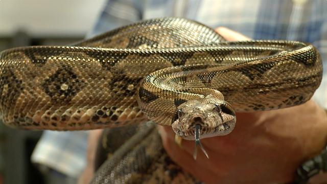 python vs boa constrictor wikipedia
