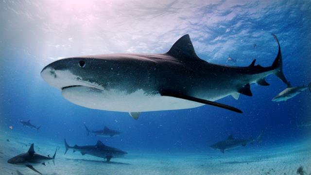 Tiger Sharks: Swimming With an Awesome Predator