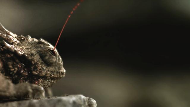 This Lizard Shoots Blood From Its Eyes