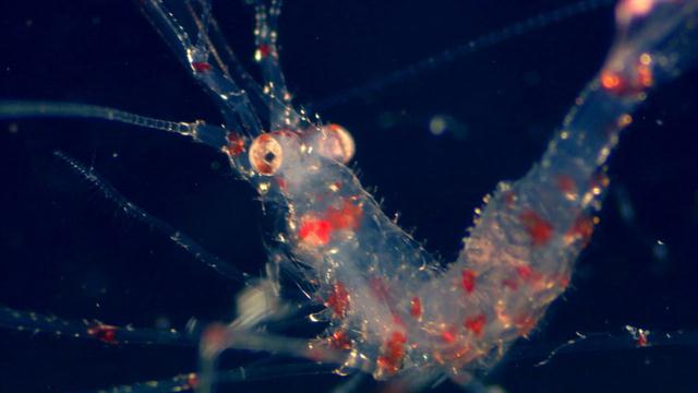 watch-the-world-s-largest-animal-migration-light-up-the-ocean