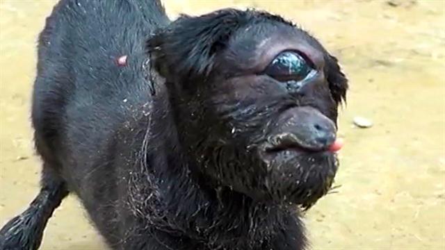 Rare Cyclops Goat Born In India Surpasses Week Mark