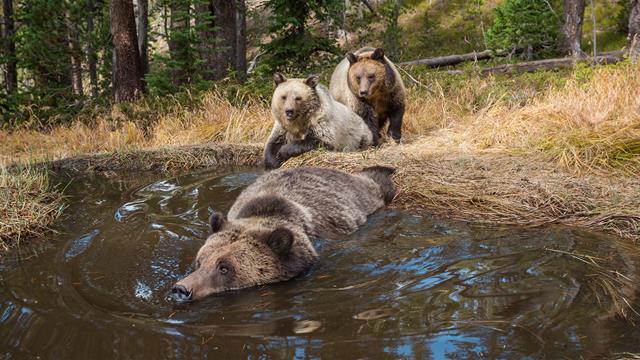 EXCLUSIVE: 'Bear Bathtub' Caught on Camera in Yellowstone