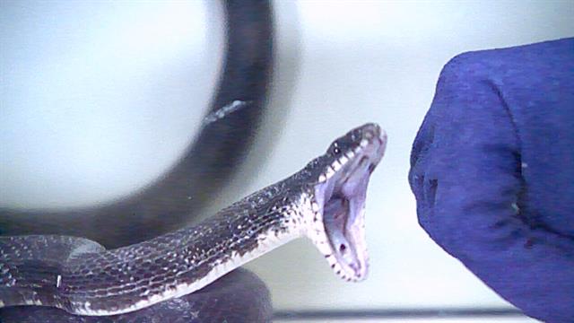 Watch Snakes Strike In Slow Motion