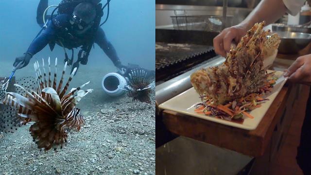 how-eating-venomous-lionfish-helps-the-environment