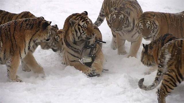 That Viral Video of Tigers Chasing a Drone Was Almost ...