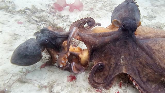 octopus-final_640x360_483672643666.jpg