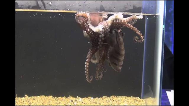 striped octopus watch latinas fuck