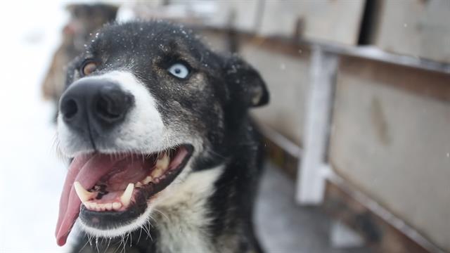 Sled Dogs: More Than Meets the Eye