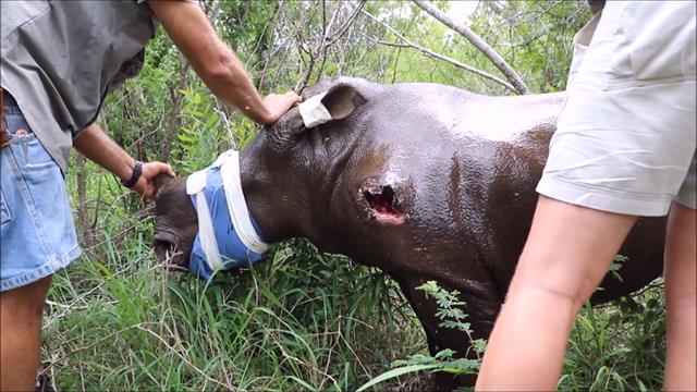 Watch Baby Rhino Shot By Poachers Rescued Watch Baby Rhino Shot By Poachers Rescued