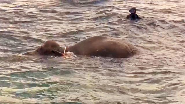 Watch: Elephant Rescued After Being Swept Out to Sea