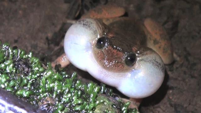 Frog Sex Video 111