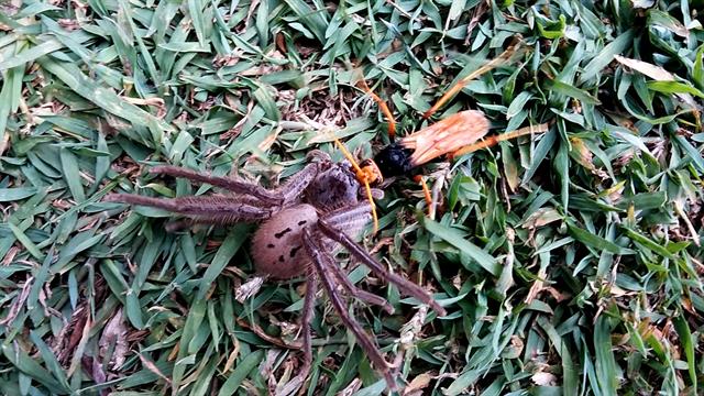 Watch: Giant Wasp vs. Giant Spider Battle Ends With a Twist - National Geographic
