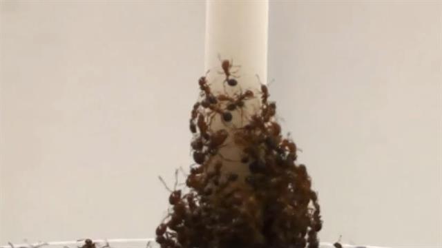 See Fire Ants Create Towers From Their Own Bodies