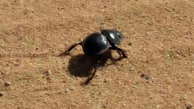 Galloping Dung Beetles