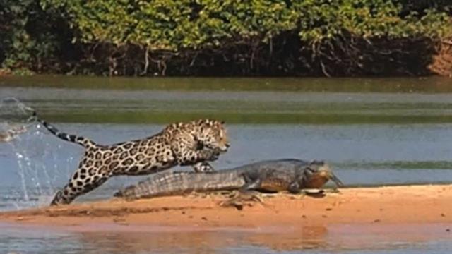 Jaguar Attacks Crocodile (EXCLUSIVE VIDEO)