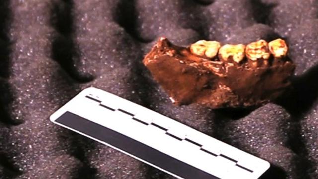 See the First Fossil Recovered from Cave