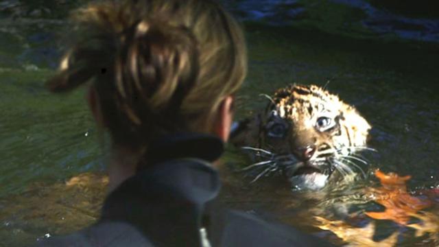 The two cubs live at the National Zoo in Washington, D.C.