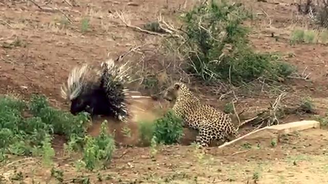 Ver un puerco espín luchar contra un leopardo hambriento