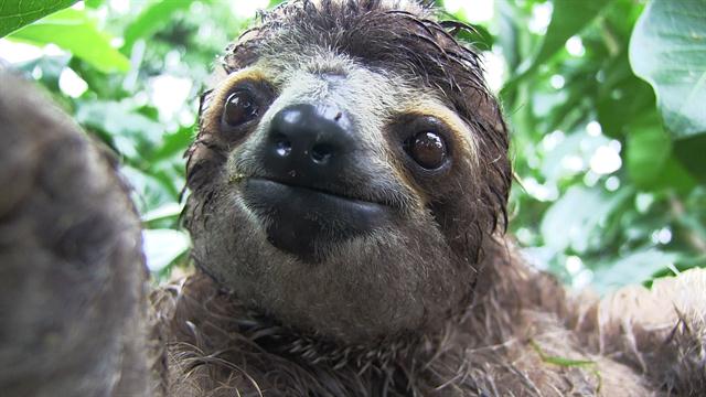 140715-baby-sloth-orphanage-rescue-vin_640x360_304699971673.jpg
