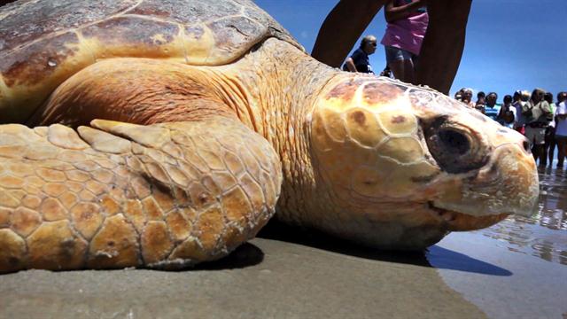 How do sea turtles move?