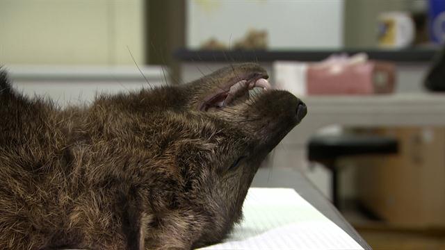 12210697_fisher_autopsy_640x360_144810563594 Jpg 12210697_fisher_autopsy_640x360_144810563594 Jpg