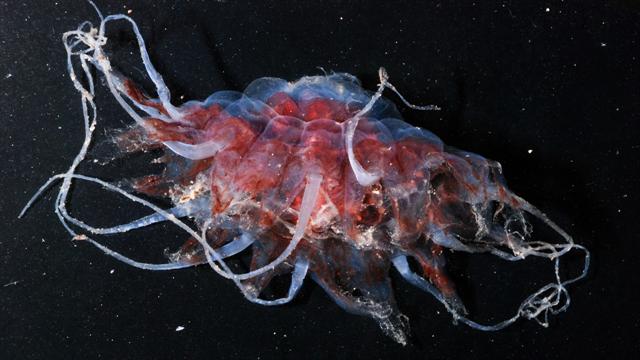 Stunning Jellyfish