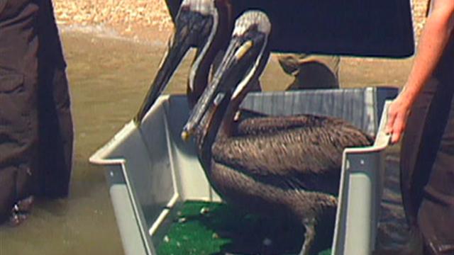 Relocated Gulf Pelicans "Enjoying" Texas
