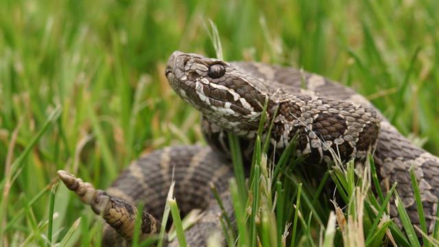Mysterious Disease Attacks Rattlesnakes