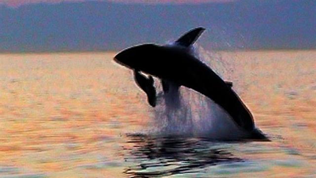 World's Deadliest: Great White Shark vs. Seals