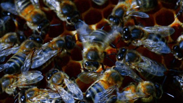 World's Weirdest: Honey Bee Dance Moves