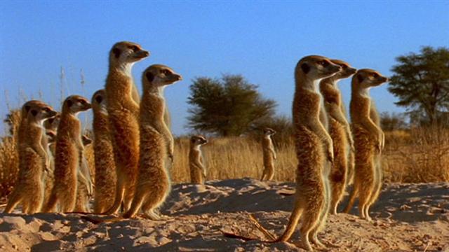 World's Deadliest: Meerkat Mob