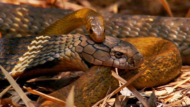 World's Deadliest: King Cobra