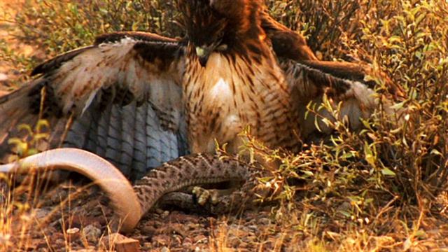 world s deadliest rattlesnake vs hawk world s deadliest rattlesnake vs hawk
