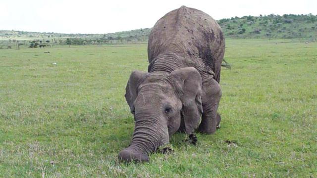 Elephants Communicate While at Play