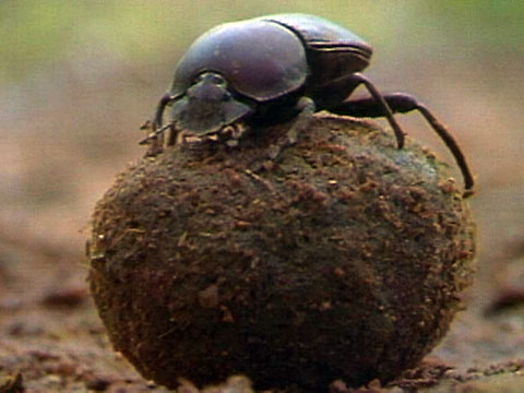 beetle_dung_480x360__380841.jpg