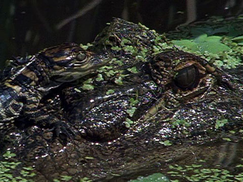 clip video x gratuite