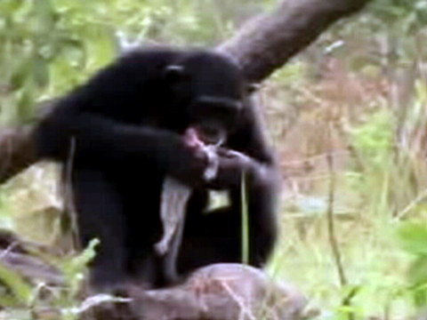 Chimps Use Tools to Hunt Mammals