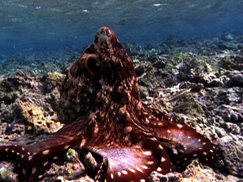 Octopus Changes Color and Hunts
