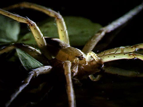 Fishing Spider Eating Frogs