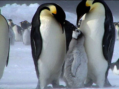 Penguin vs. Seal