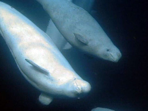 Lifestyles of Beluga Whales