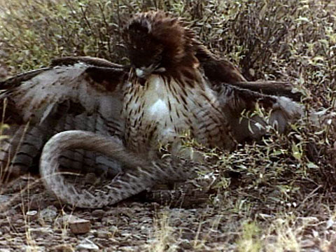 hawk_redtailed_rattlesnakemeal_480x360.j