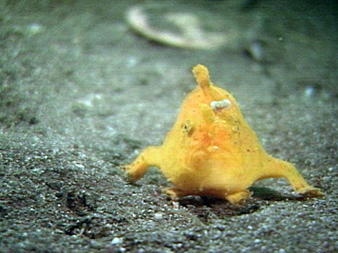 Strange Japanese Sea Creatures
