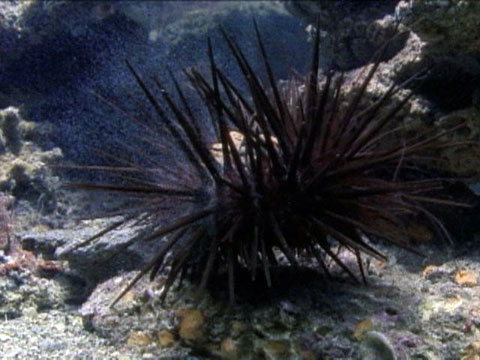 Sea Urchin Fertility