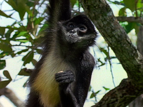 The Leisurely Life of Spider Monkeys