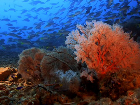 Great Barrier Reef