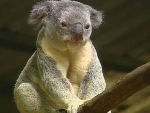 Koala essay